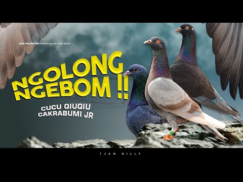 PROSES PELATIHAN MERPATI PIYIK CUCU QIUQIU DAN ANAK CAKRABUMI KEMBAR JANTAN