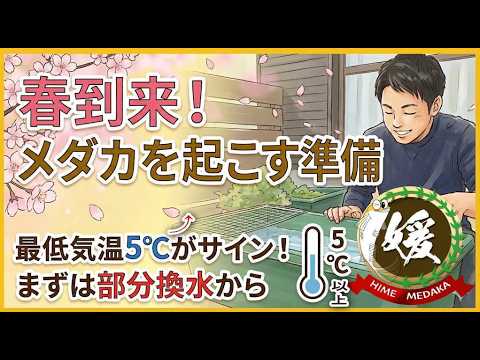 【メダカの春支度】最低気温5℃が目安！失敗しない冬眠明けの起こし方と注意点