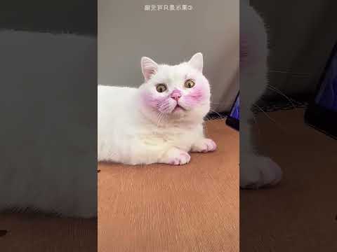 Purple Cat Transformation ๐ณ๐
