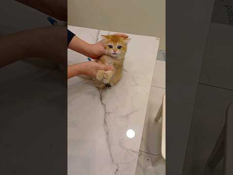 고양이 약 먹이는 방법 how to give a pills to a cat