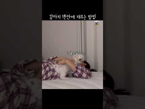 (160만뷰)강아지 1분안에 재울 수 있는 쉬운 방법 #dog #쇼츠
