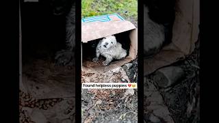 Poor hungry 💔Puppies 🐶helpless 🐶