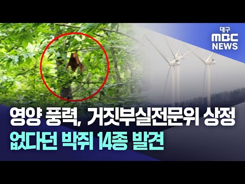 영양풍력, 거짓부실전문위 상정..없다던 박쥐 14종 발견 | 대구MBC뉴스