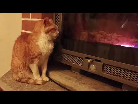 Questa Gatta è Ipnotizzata Dal Camino: Guardate!