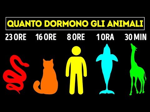Quali Animali Dormono Di Più E Quali Di Meno