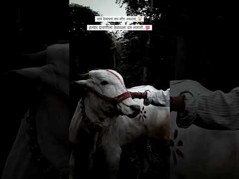 | नाव ठेवण खुप सोप असत ⚡🚫 |  पण हत्यार दावनीला ठेवायला दम लागतो | 🔥👑#bailgada #bailgadasharyt