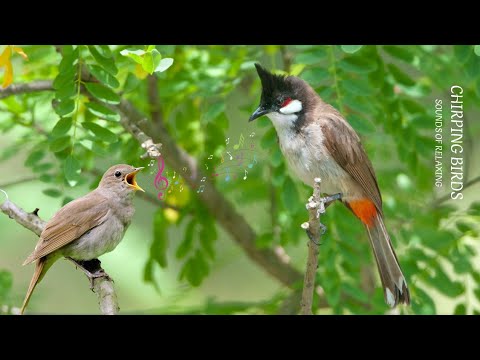 🌿 Tranquil Birdsong in the Forest | Relaxing Nature Sounds for Sleep & Focus 🌿