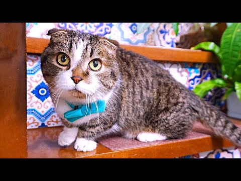 猫たちが久々に家の中を探検したら、意外な行動だった！Part1