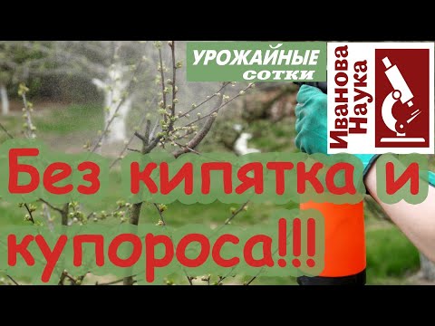 Без купороса и кипятка! 5 рецептов для ранней весенней обработки смородины, крыжовника и всего сада