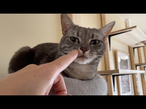 鼻こちょこちょしてみた