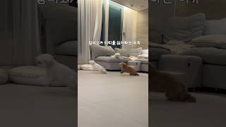 미소가 티티를 싫어하는 이유🔥