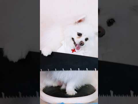 Nico became an obstetrician and gynecologist!#nico #smartnico #funny #puppy