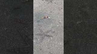 Weird Fishing Eating Habit - Small Fish smashing to the sea floor before eating