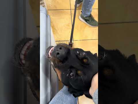 👀🐾 #cutedog #doggielife #rottweiler #pets #cute #cutevideo #rottweilermoment #dog #goldenretriever