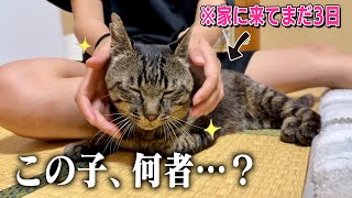 【想定外】個性強めな14匹の家にやってきた猫、まさかこんな猫だったとは…。