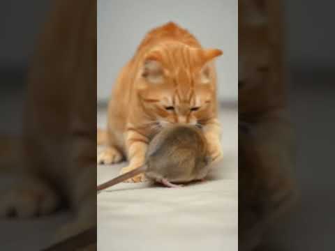 #cat and rat friend ship #love #youtubeshorts #shortvideo