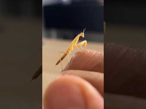 Salvo una mantis religiosa y pasa esto… #mantis #viral #shorts