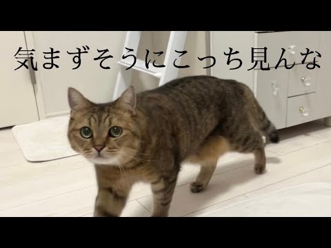 温室育ちの猫がケンカを見て気まずそうに動き回る様子解説 サムネイル