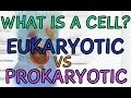 Eukaryotic vs Prokaryotic Cells Explained