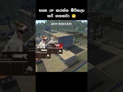 Real වැඩ්ඩො 😂 #freefire #anbuffx #ff #foryou