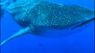 Whale shark in Madeira Island 💙 Azul diving Madeira