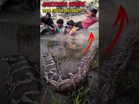 ANACONDA GRABS HIM FROM BEHIND‼️🐍 #snake #amazing