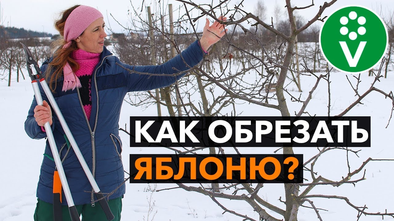 Золотые правила обрезки яблони. Теперь все понятно!