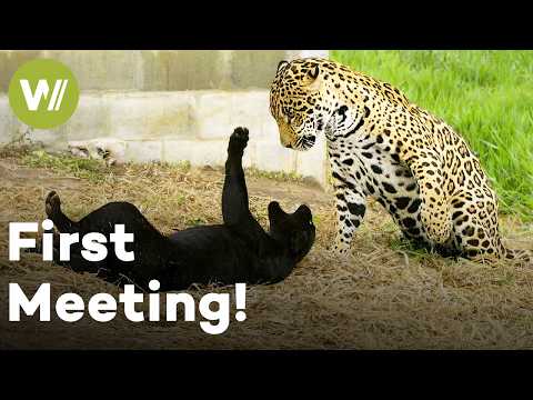 Jaguar Raised by Humans Meets One of Her Own