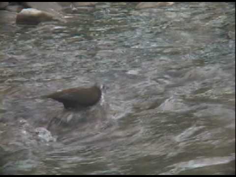 會潛水捕魚的鳥～河烏The birds will dive fishing ~ River Uruguay - YouTube