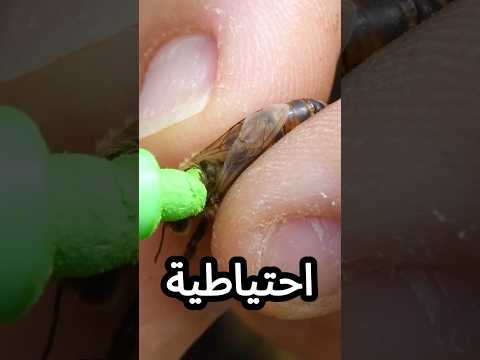 لماذا يقومون بتدمير البيض الذي يحتوي على ملكات النحل