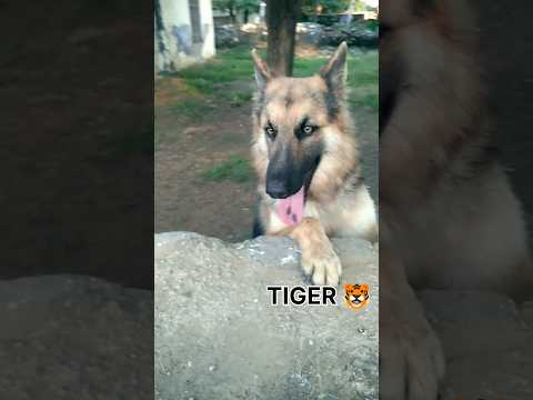 #viral #germanshepherd #trending #germanshepheard #germanshepheard #cutedogs #love #funny #puppy