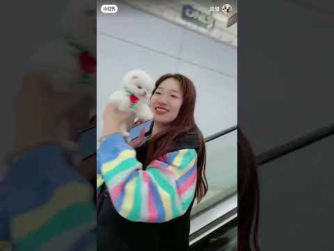 cute dog 🥰 #shortvideos #shorts #shortsfeed #chinadog #cute dog 🐶 #trending #viral #video 🥰🥰🥰🥰