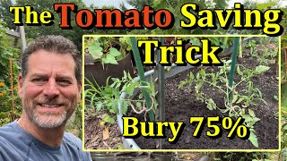How to Save Very Diseased & Damaged Tomato Plants (Bury the Stem!)