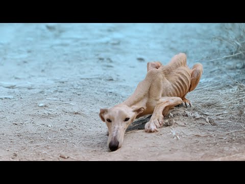 Skinny Dog Pleads Neighbor for Help After Escaping The Shed Where He was Confined For Life