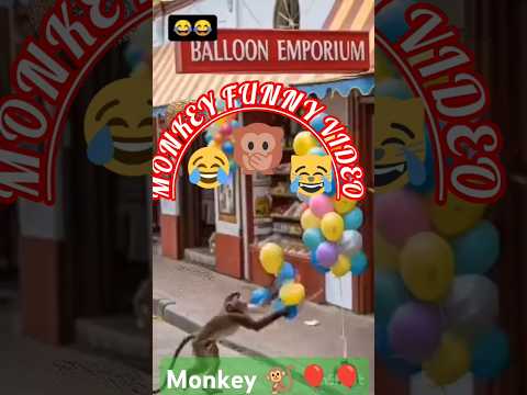 #Monkey #funny #video #short #video🐒🎈🎈😂🤣😂😂