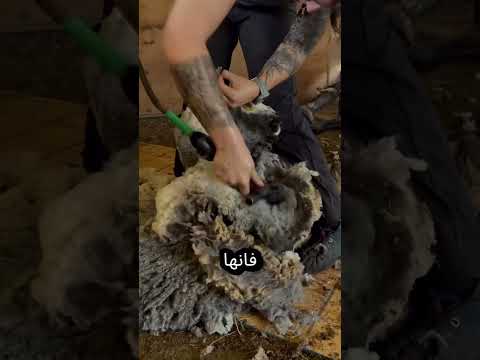 حلاقة صوف الخروف #اكسبلور #youtubeshorts #youtubevideos #ترند #ytshort #trend