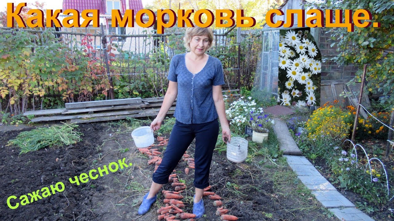 Хороша морковка, богатый урожайЧеснок сажаю ловко, на даче, просто, рай