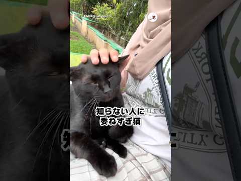 ふにゃふにゃ猫さん|PECO