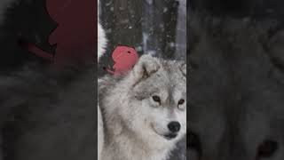 AWOO #vtuber #yoclesh #envtuber