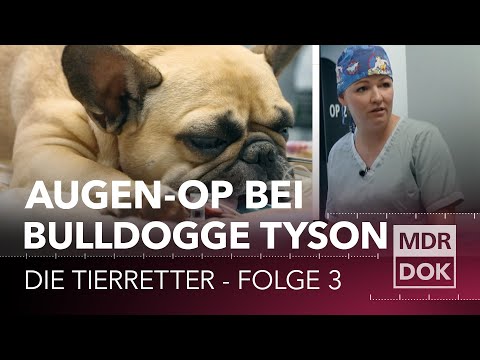 Die Tierretter - Augen-OP nach Unfall  | MDR DOK