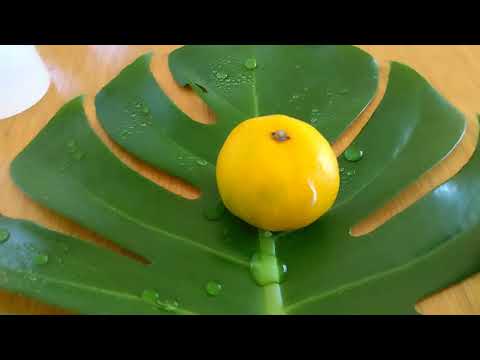 夏のみかんCM (秋です。︰スタッフが頂きました。)