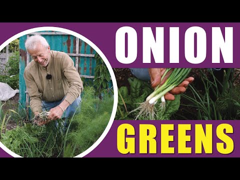 Spring Onions from Seed to Harvest