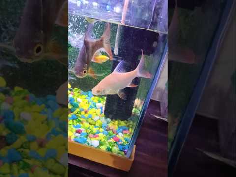 #phonkmusic #remix 🐠🐠🐠🐠🥰😍😘🙏🙏