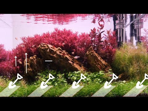 How to trim dwarf hair grass- the 2Hr Way 4K