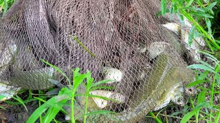 Best Fishing Video | Traditional Catching Fish By Cast Net In Pond