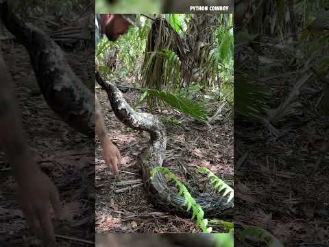 Wrestling A 14 Foot Giant Python