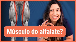 6 MÚSCULOS COM NOMES CURIOSOS e o que eles fazem