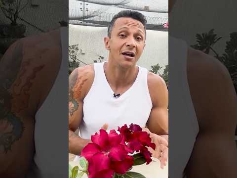 Aprenda a usar a casca de ovo para bombar as Rosas do Deserto! #shorts #adenium #flores #jardim