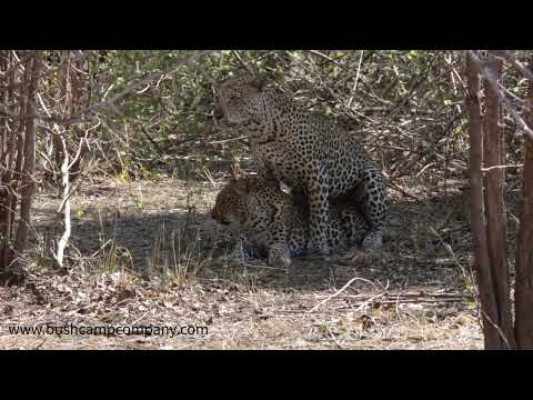 Leopard Mate