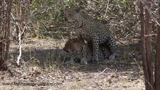 Leopard Mate